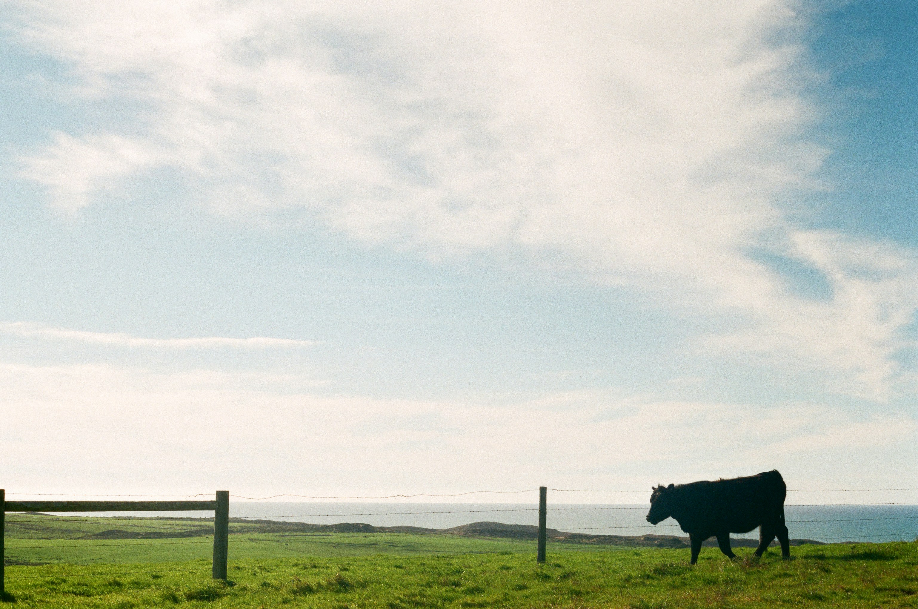 black cow on green grass field under white sky during daytime