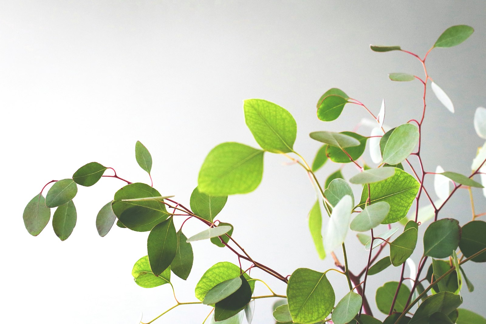 Canon EOS 80D + Canon EF 100mm F2.8L Macro IS USM sample photo. Green leaves on white photography