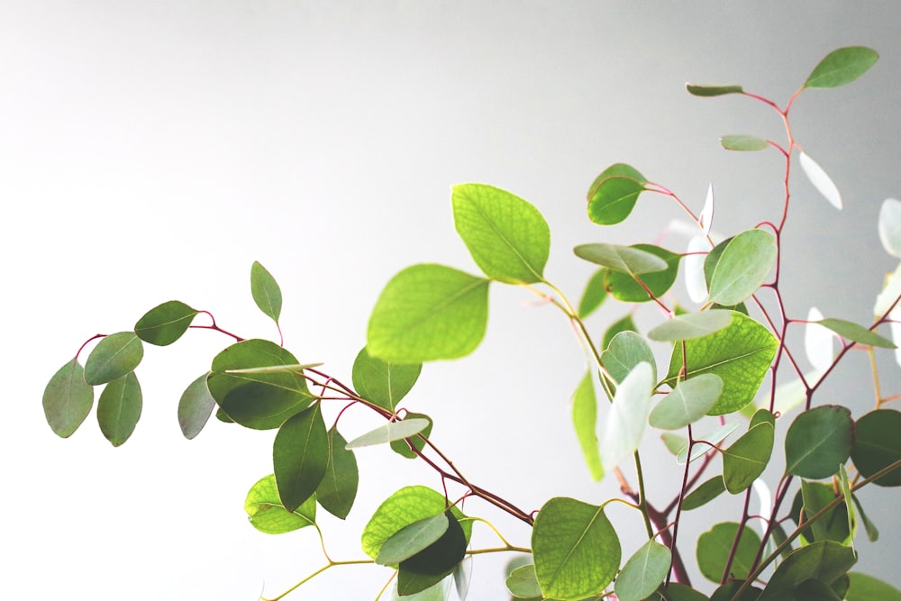 green leaves on white background