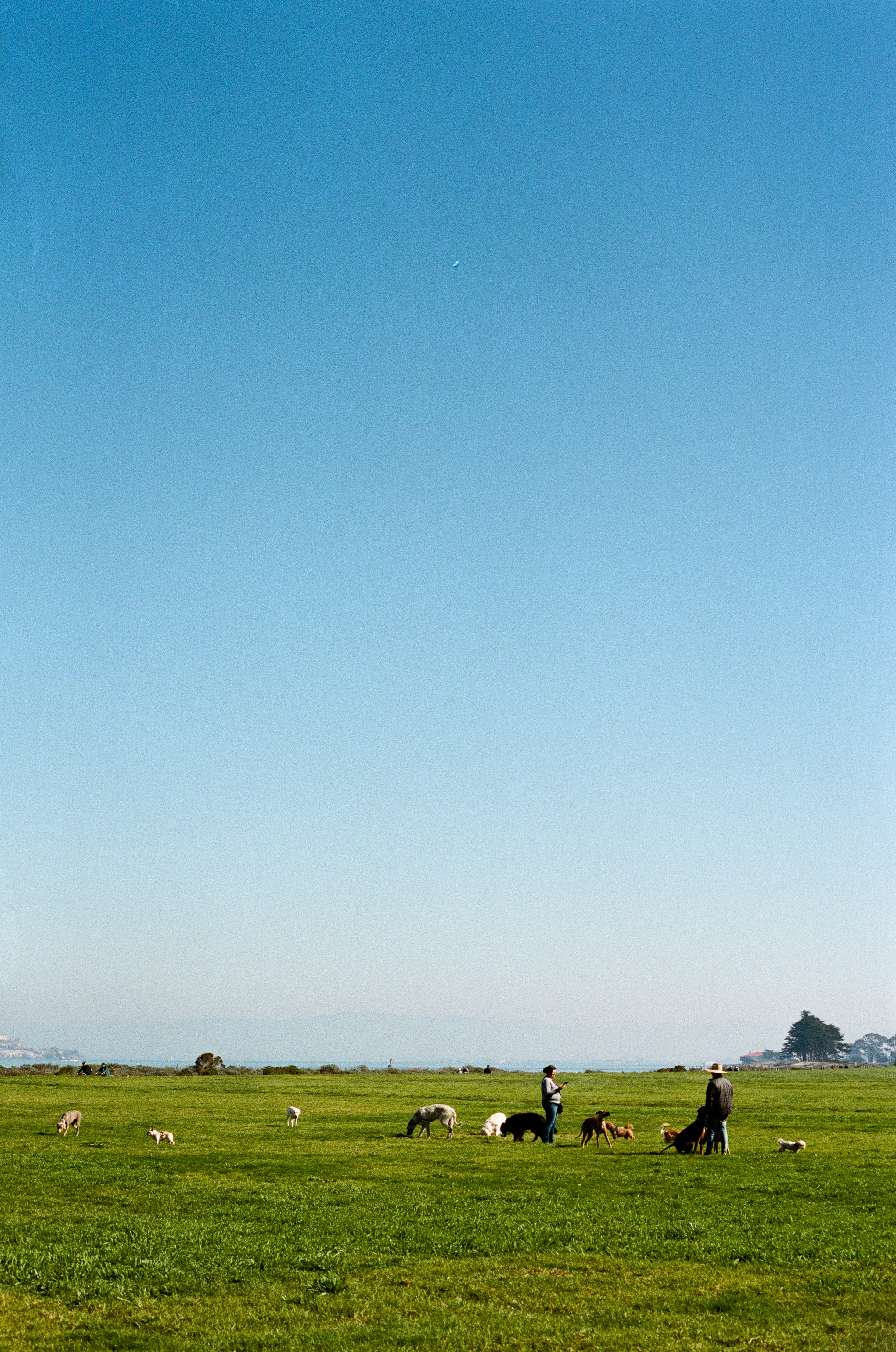 Green grass field under blue sky during daytime photo – Free Animal ...