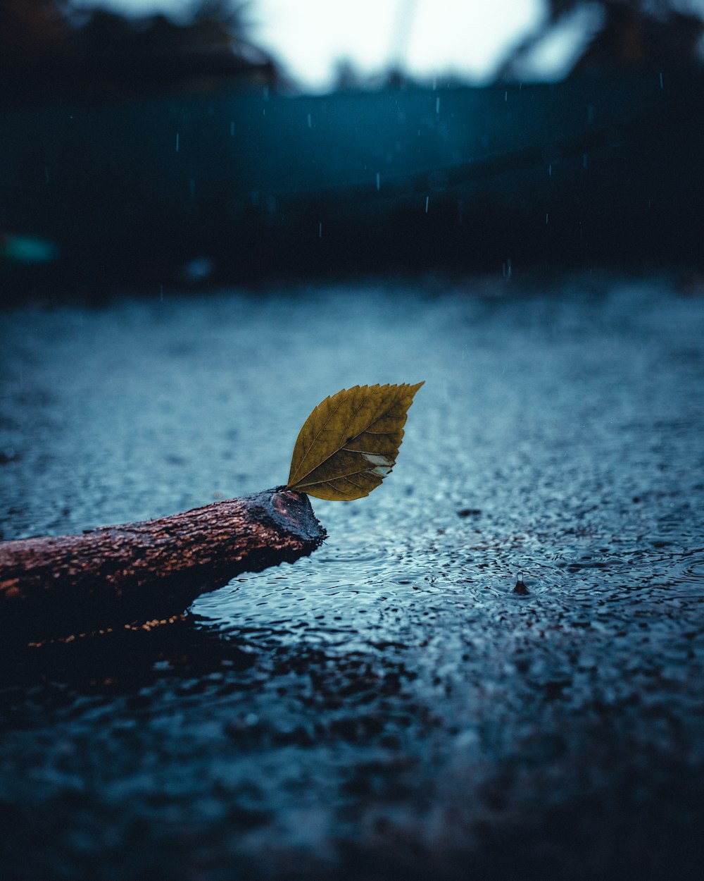 brown dried leaf on black surface