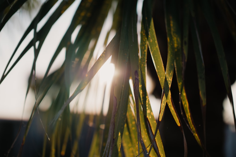 green leaf plant during daytime