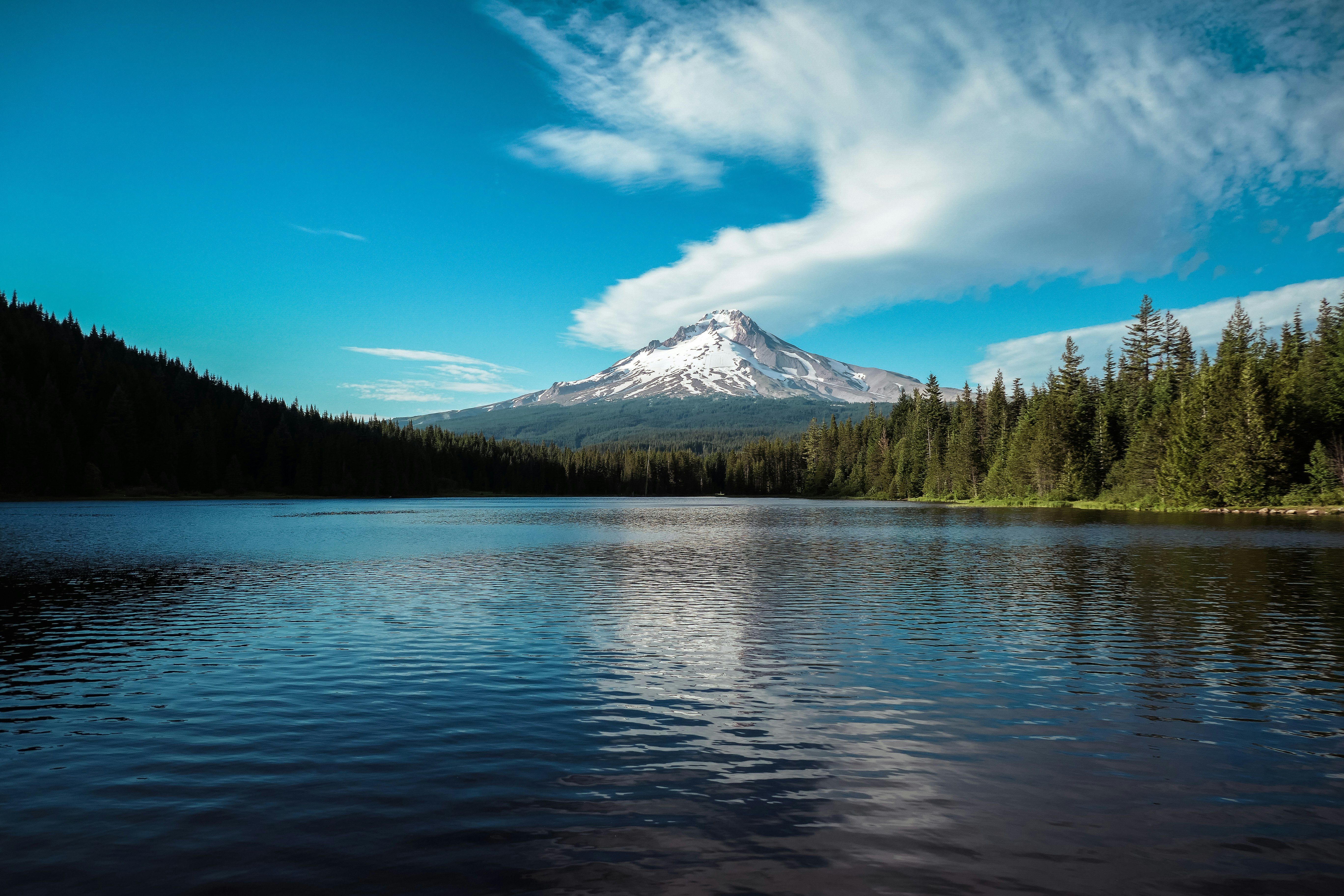 green trees near lake under blue sky during daytime