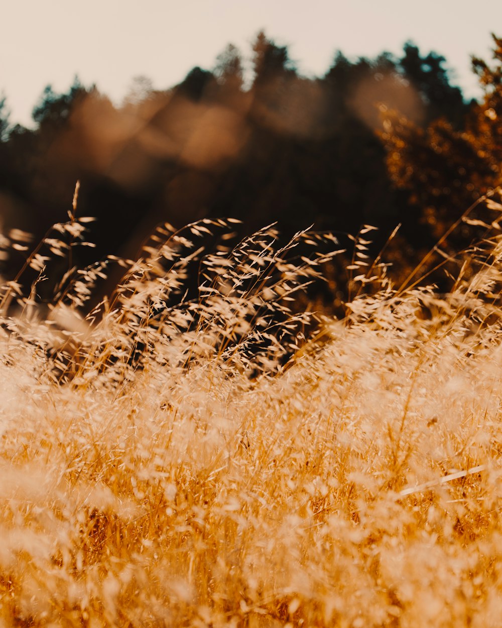 brown wheat field during daytime