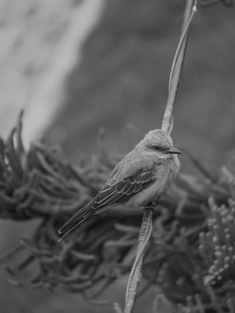 grayscale photo of bird on nest