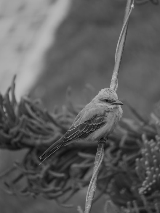 grayscale photo of bird on nest in Bogota Colombia