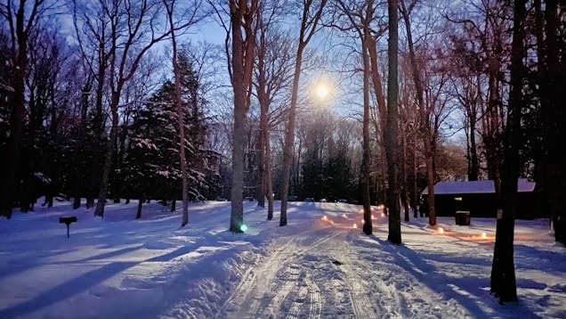 A serene winter landscape is filled with tall, leafless trees under the soft glow of moonlight. The ground is blanketed in snow, and there is a path leading through the forest. Small lanterns line the path, casting a warm, inviting glow. A wooden building is visible on the right side, and to the left, there's a barbecue grill partly covered in snow.