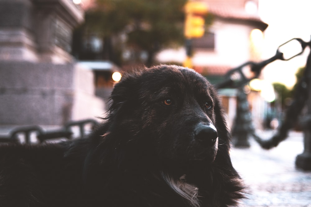 black and white border collie