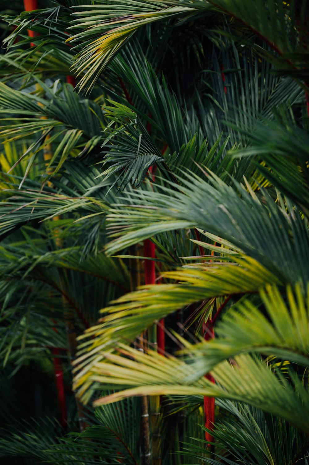 green and red leaf plant