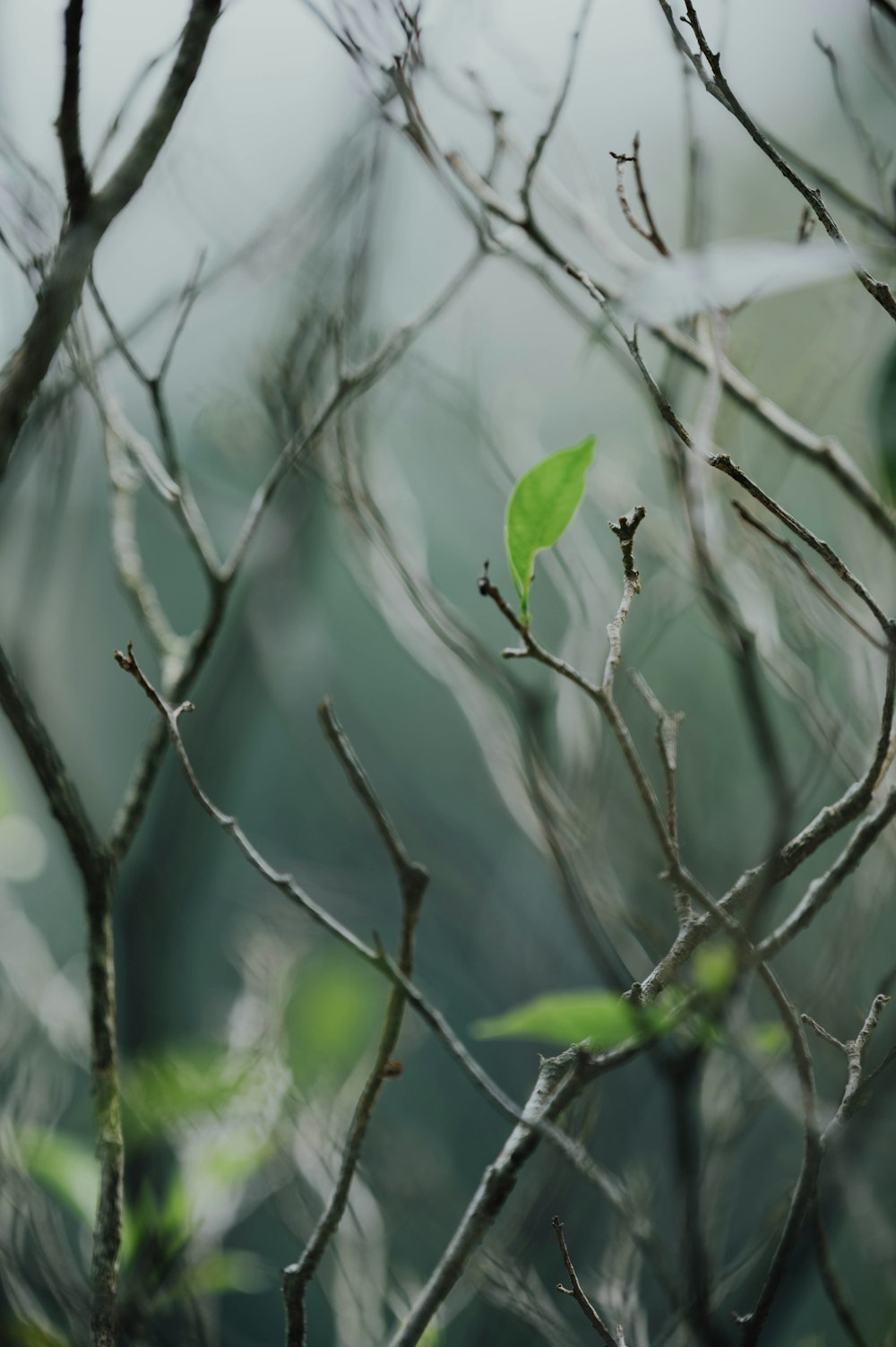 green leaf on brown tree branch