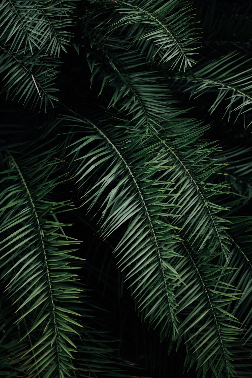 green palm plant during night time