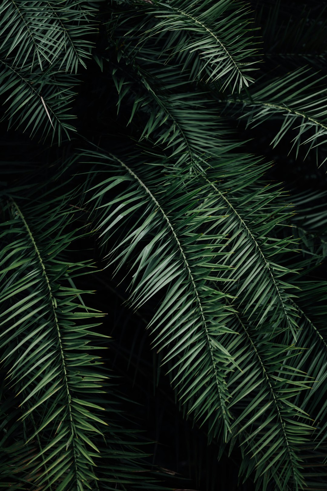 green palm plant during night time