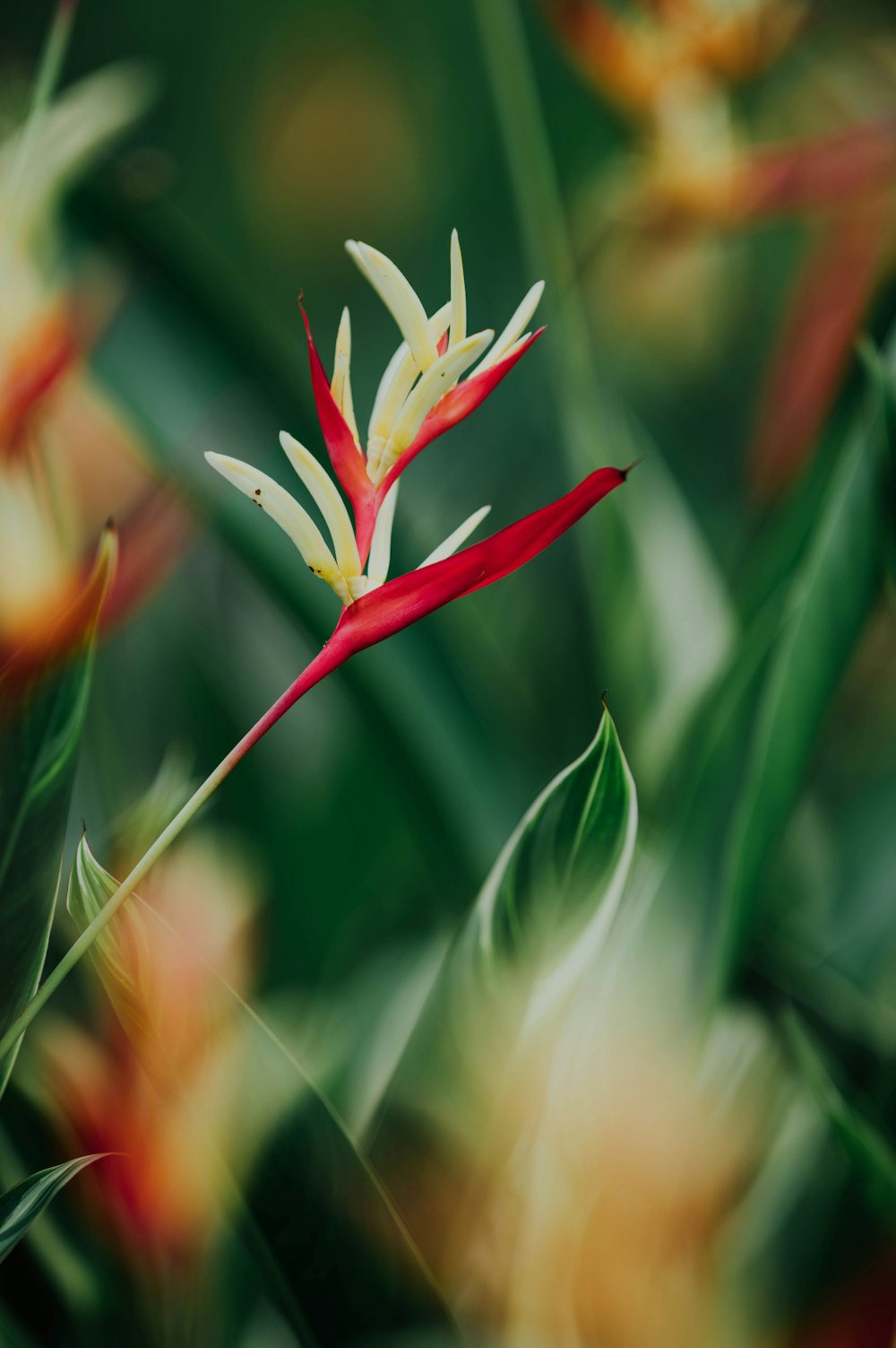 flor vermelha e branca na lente tilt shift