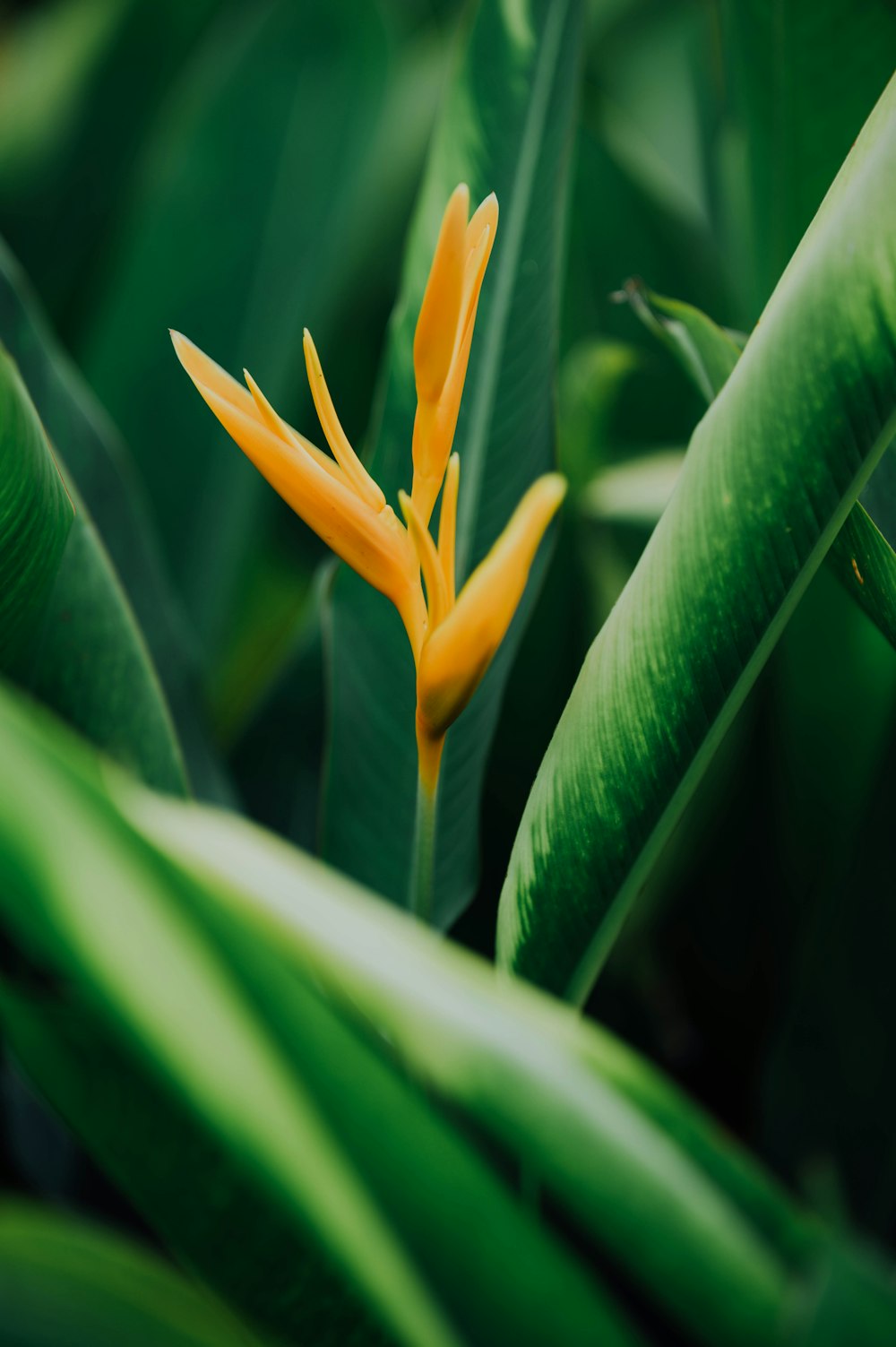 yellow and green birds of paradise flower in bloom during daytime