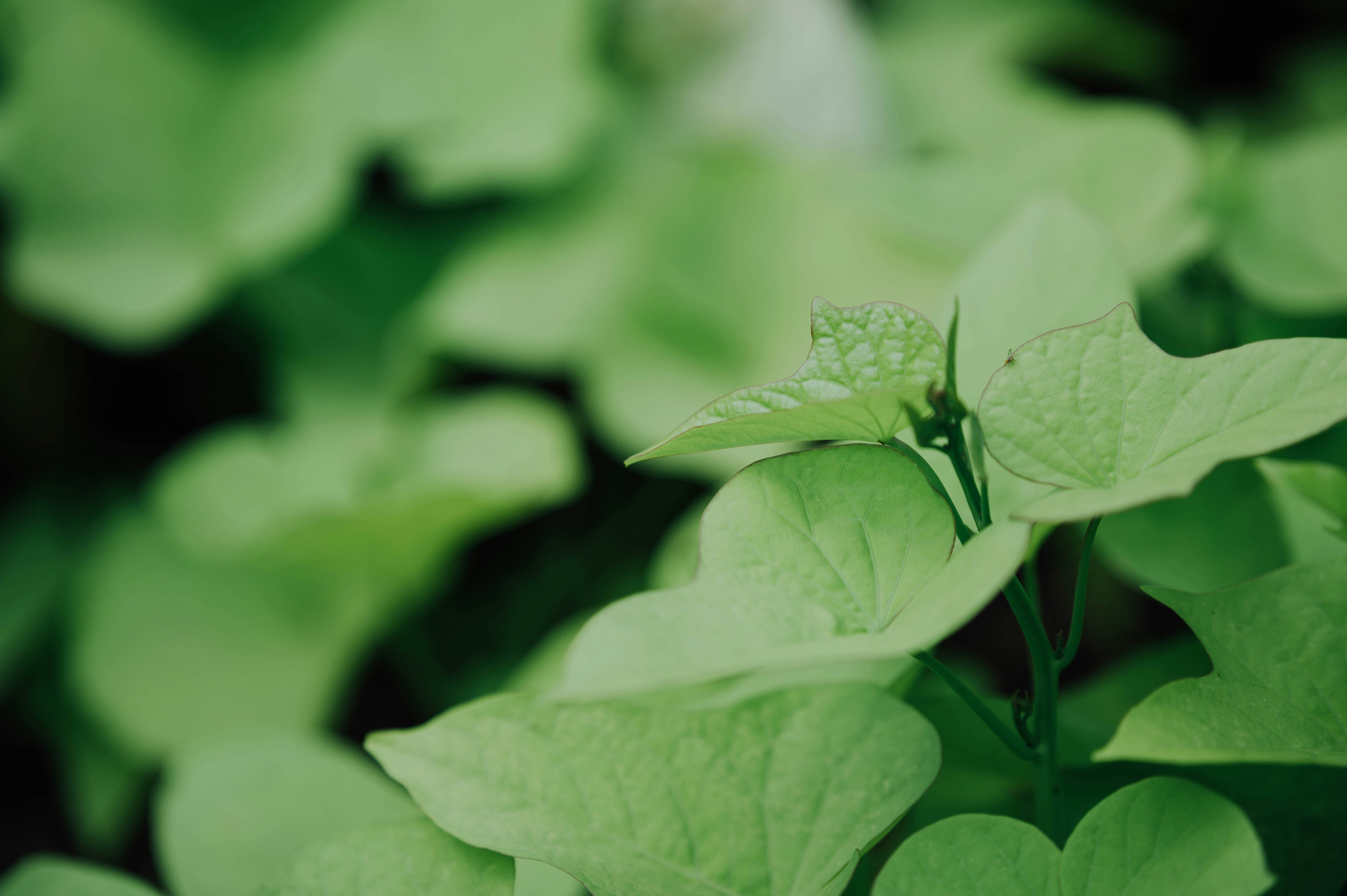 Photo by chuttersnap