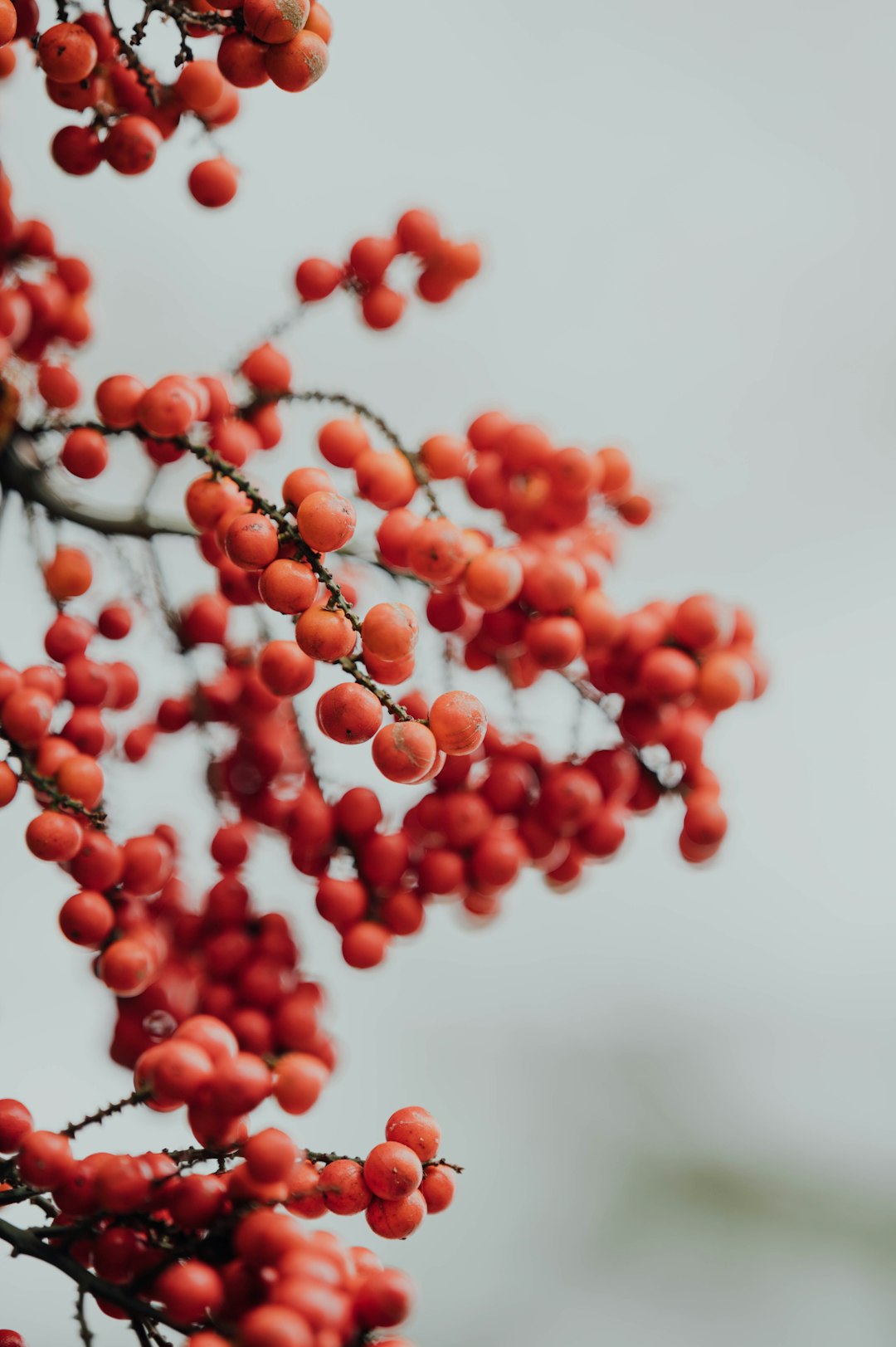 red round fruits on white background