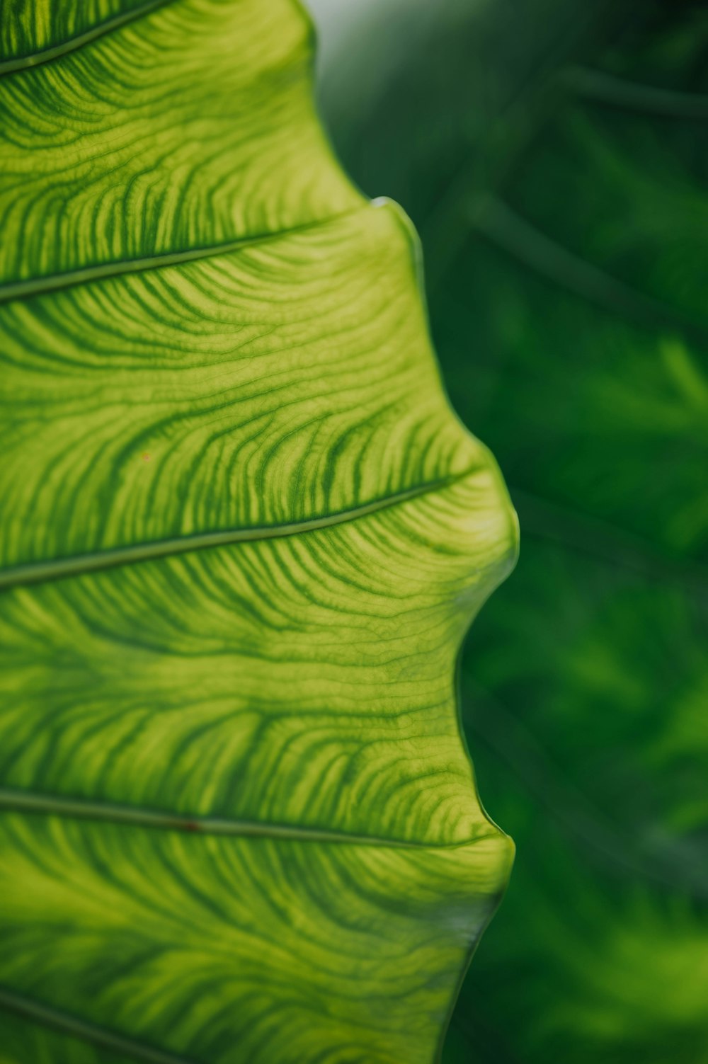 green leaf in close up photography