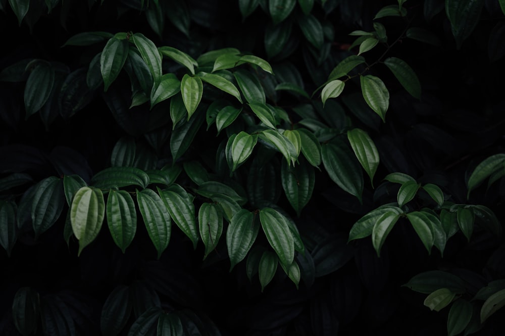 green leaves in black background