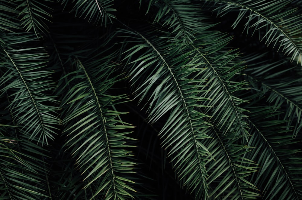 Planta de palma verde durante la noche