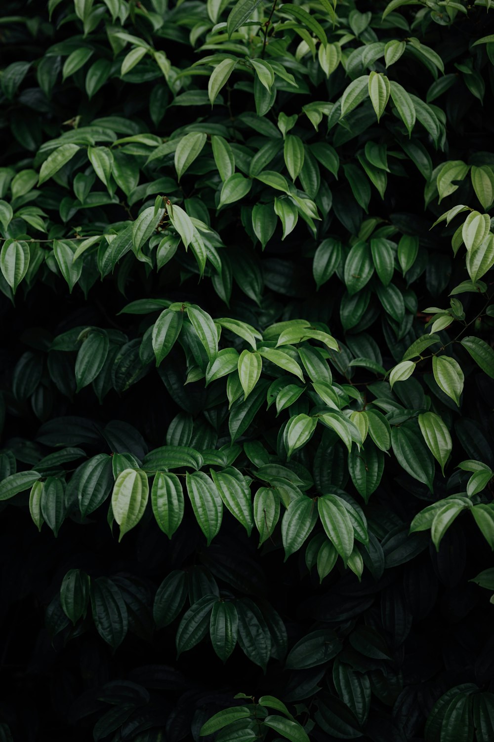 Hojas verdes en la fotografía de primer plano