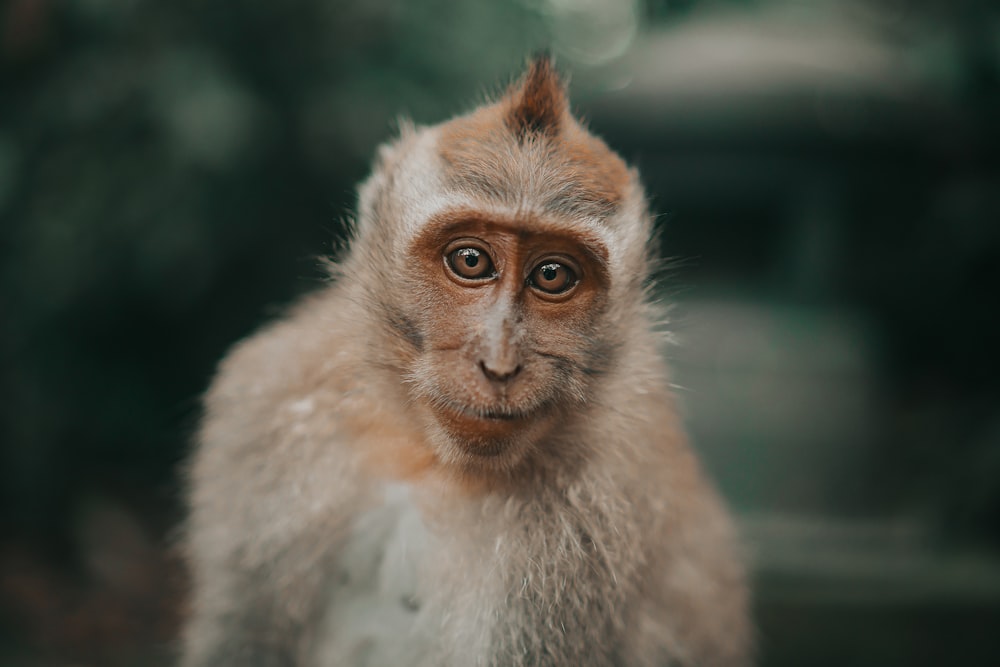 brown and white monkey in tilt shift lens