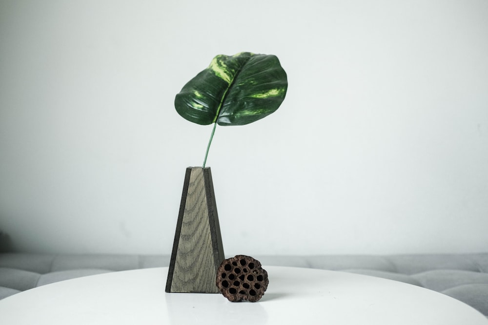 green leaf on white wooden table