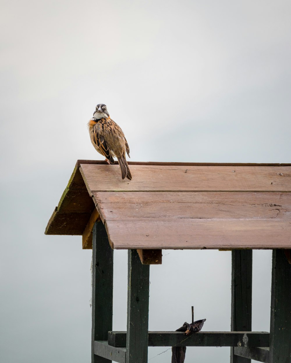 brown bird on brown wooden bird house