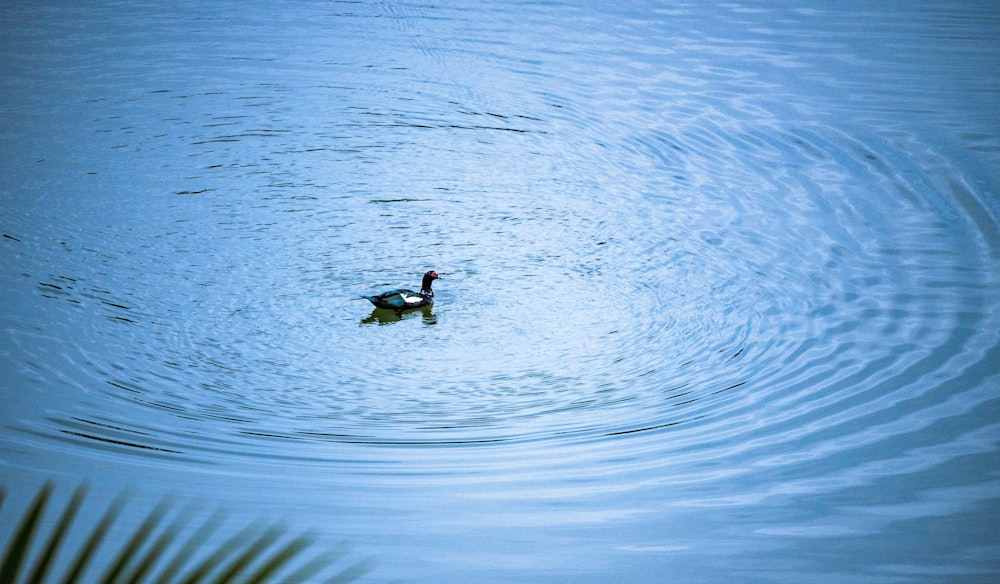 anatra in mezzo all'acqua