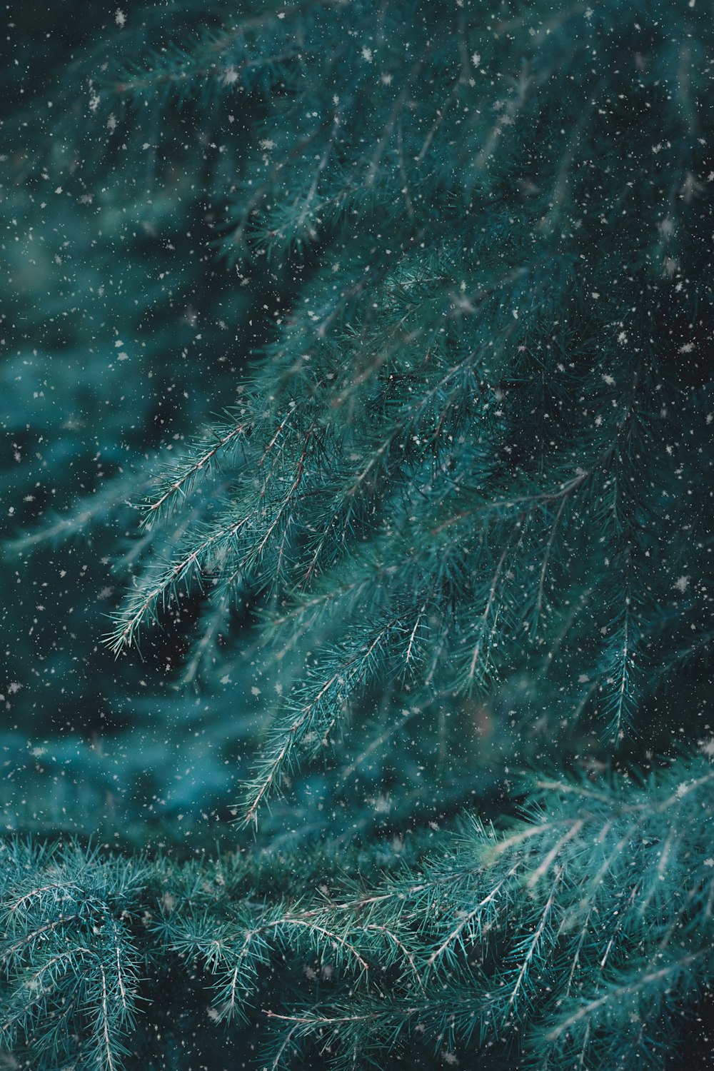 green pine tree covered with snow