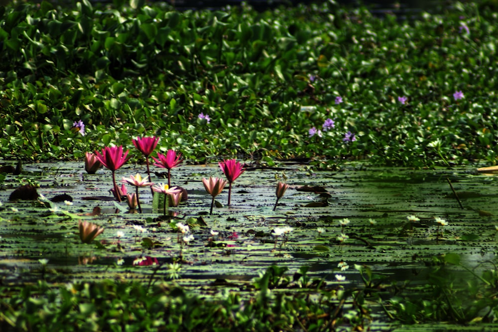 pink lotus flowers on water