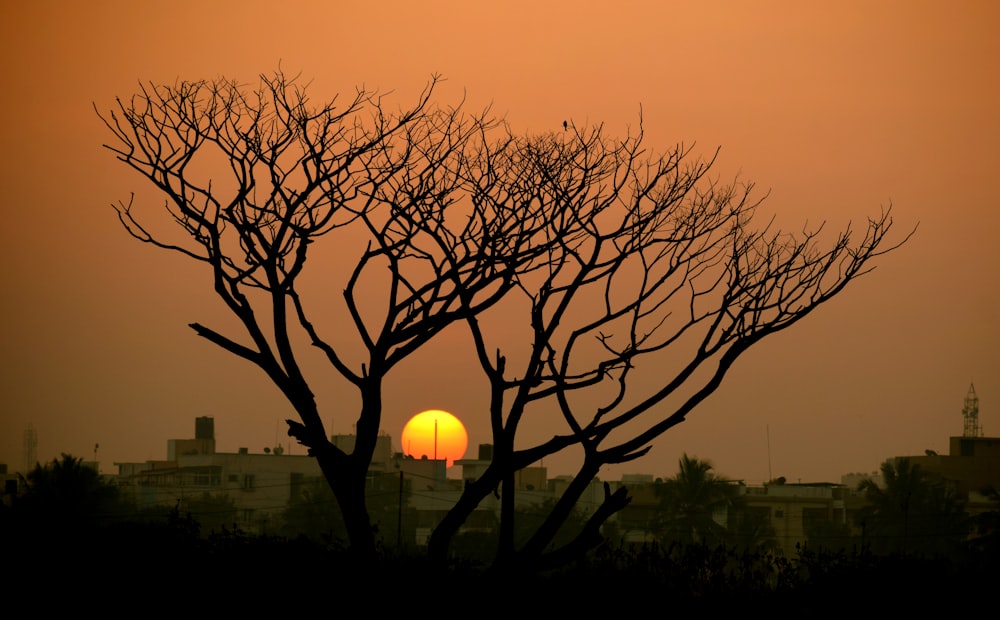 silhouette of trees during sunset