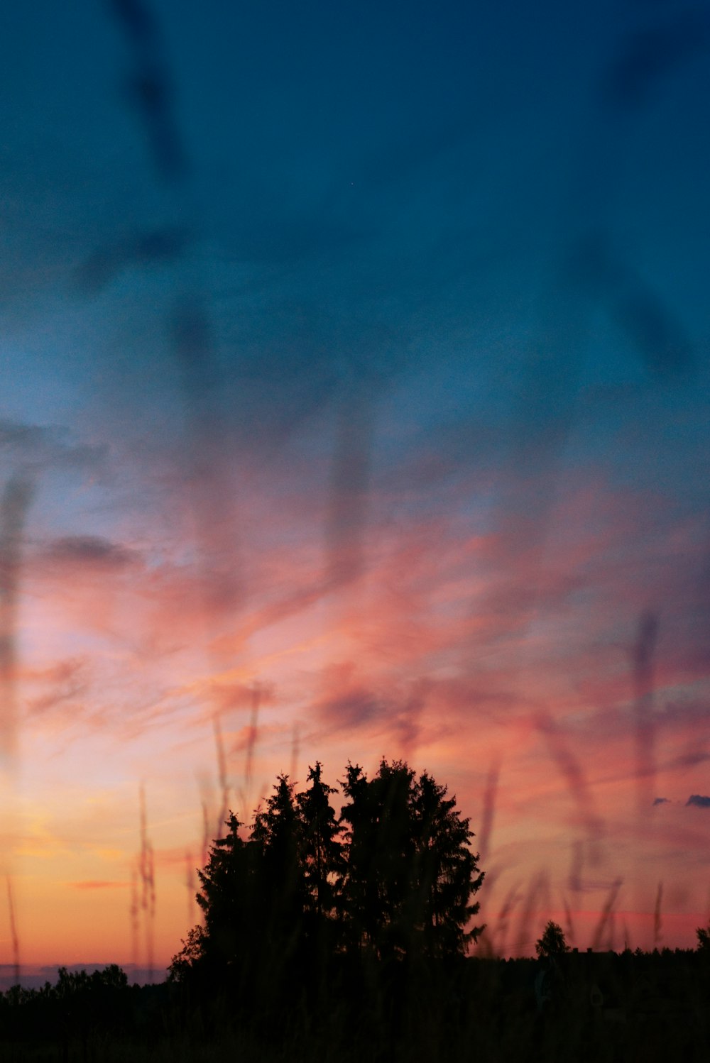 silhouette of trees under blue sky during sunset