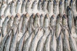 gray fish on white textile