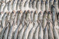 gray fish on white textile