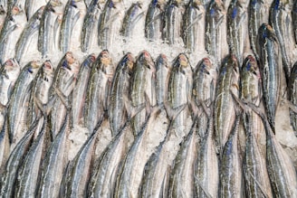 gray fish on white textile