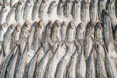 gray fish on white textile