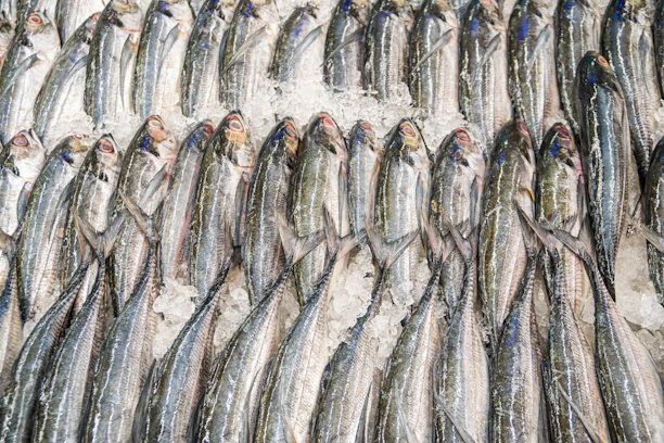 gray fish on white textile