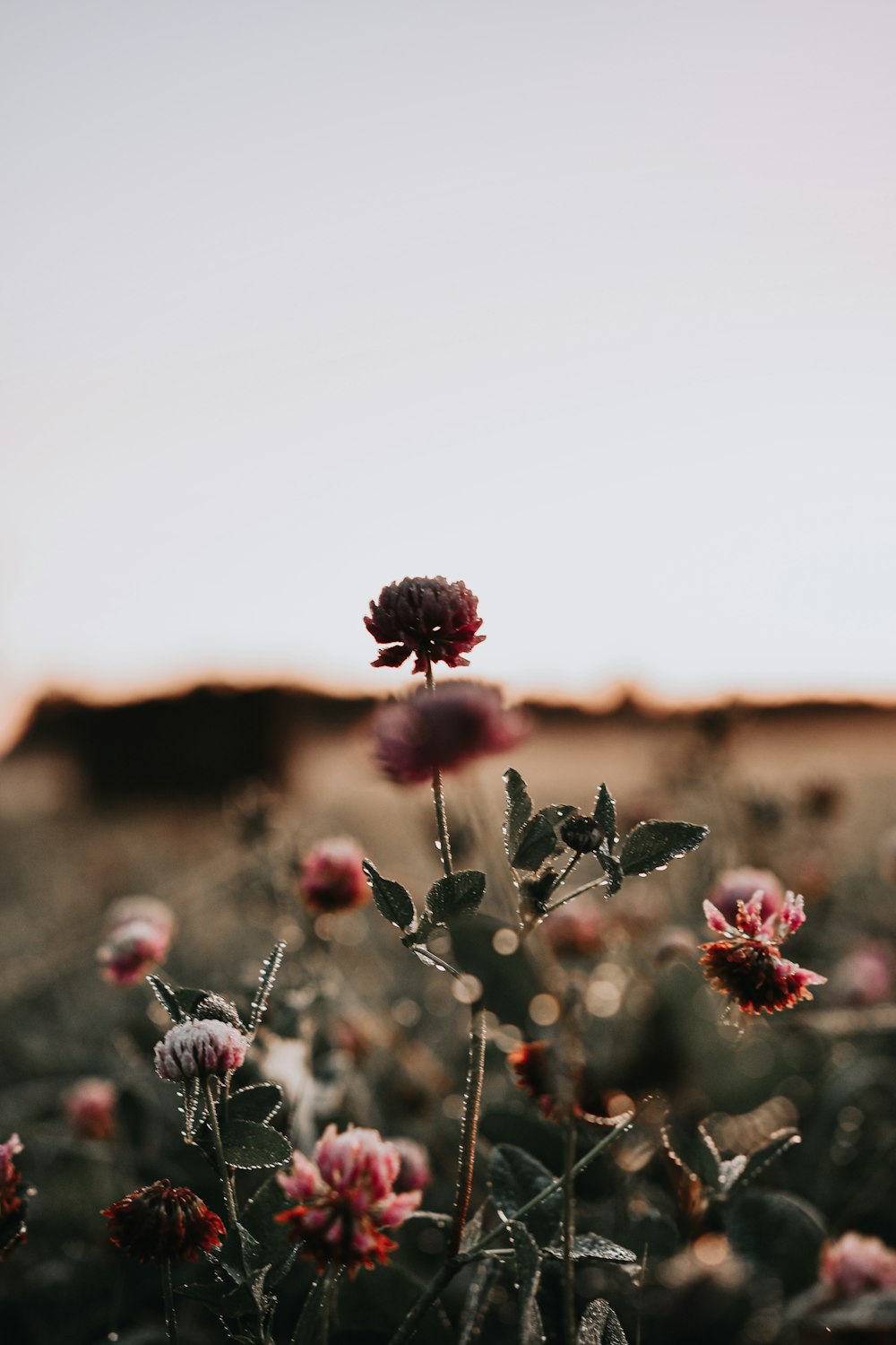 botões de flores vermelhas na lente tilt shift