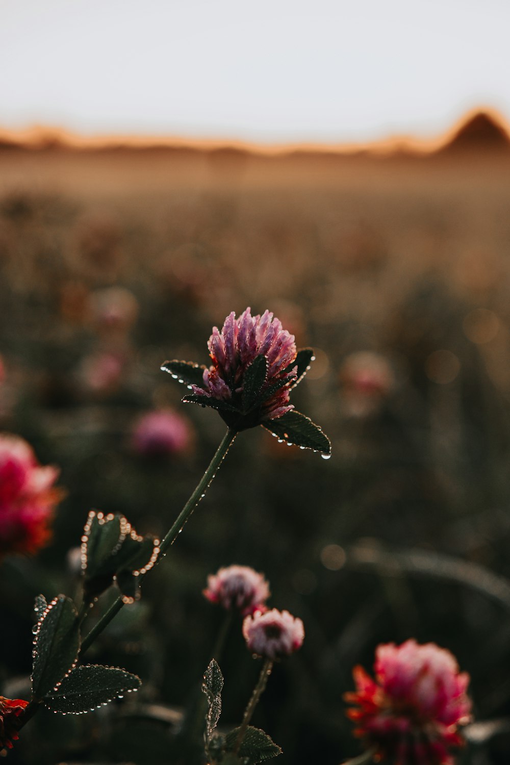 purple flower in tilt shift lens