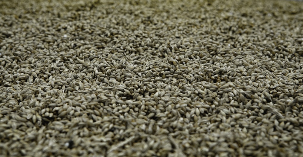 white and brown dried leaves