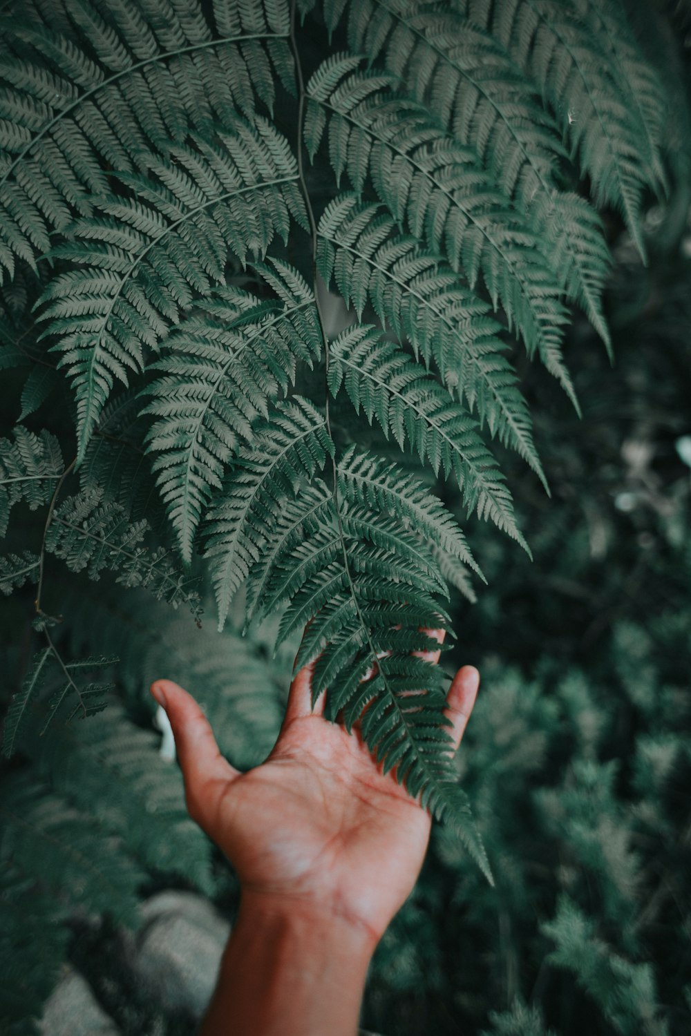 person holding green fern plant