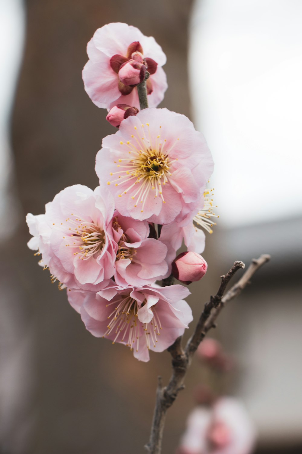 Flor de cerezo rosa en fotografía de primer plano