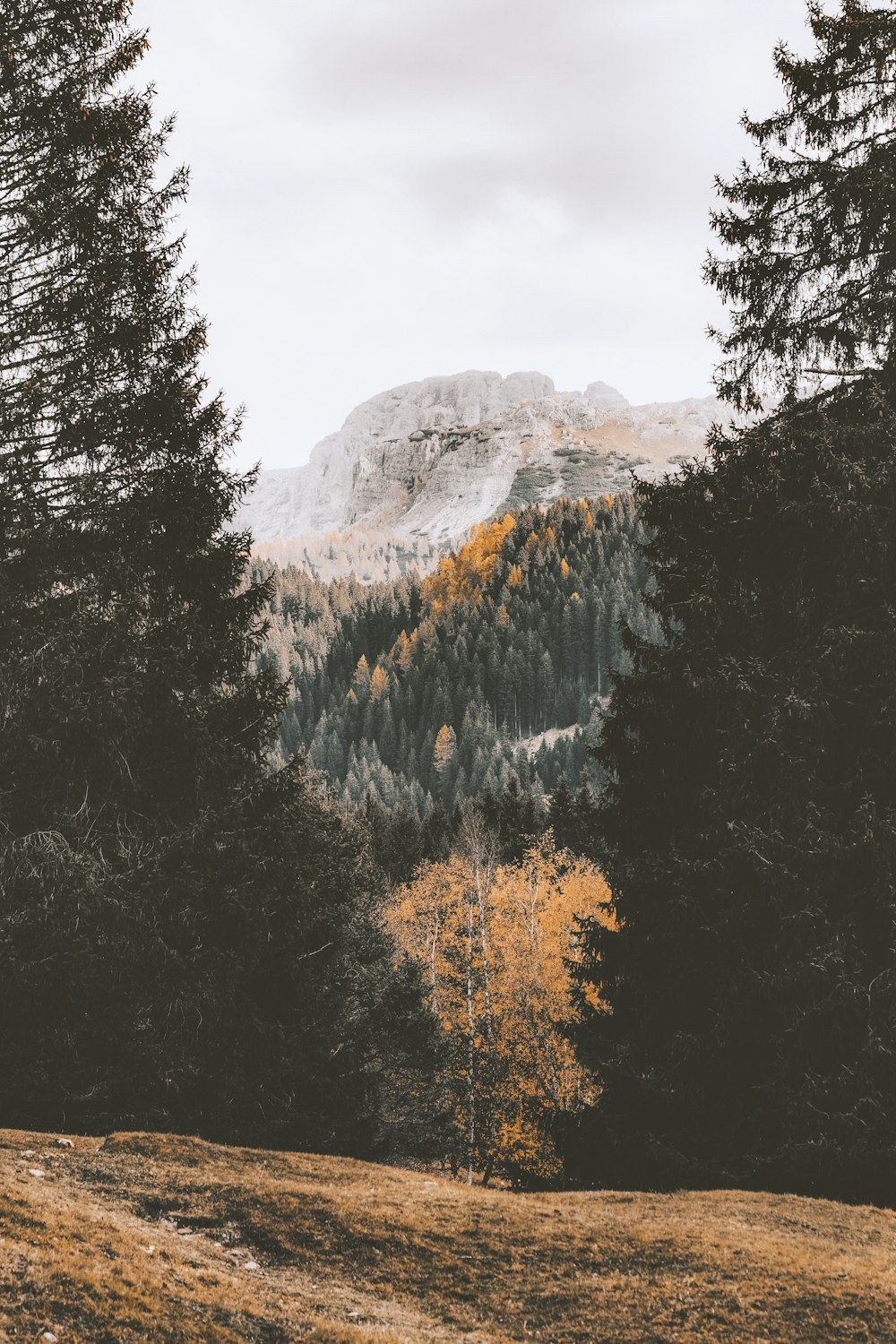 green trees near mountain during daytime