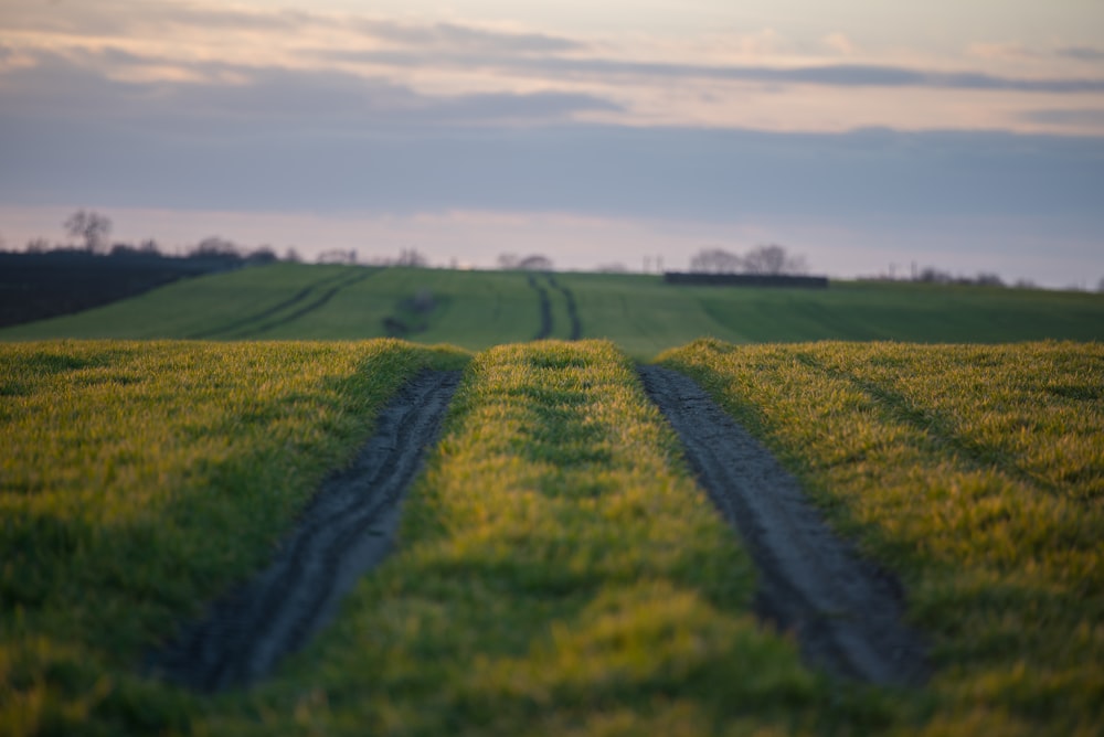 green grass field under white sky during daytime