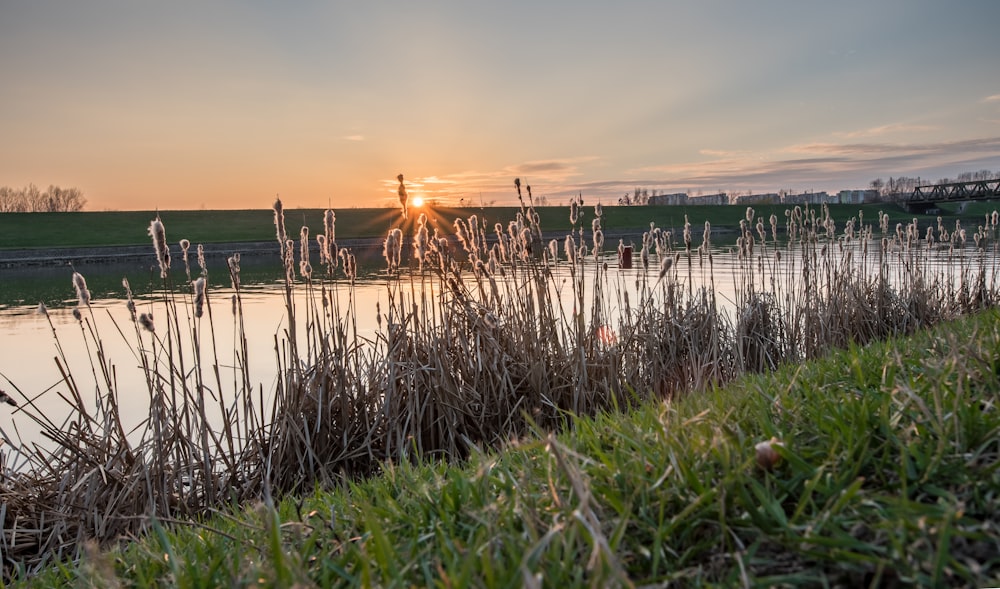 green grass near body of water during sunset