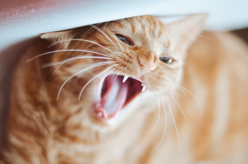 orange tabby cat in white paper