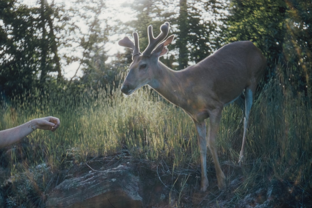 brown deer on brown grass during daytime