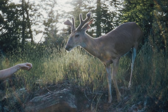 brown deer on brown grass during daytime in Algonquin Park Canada