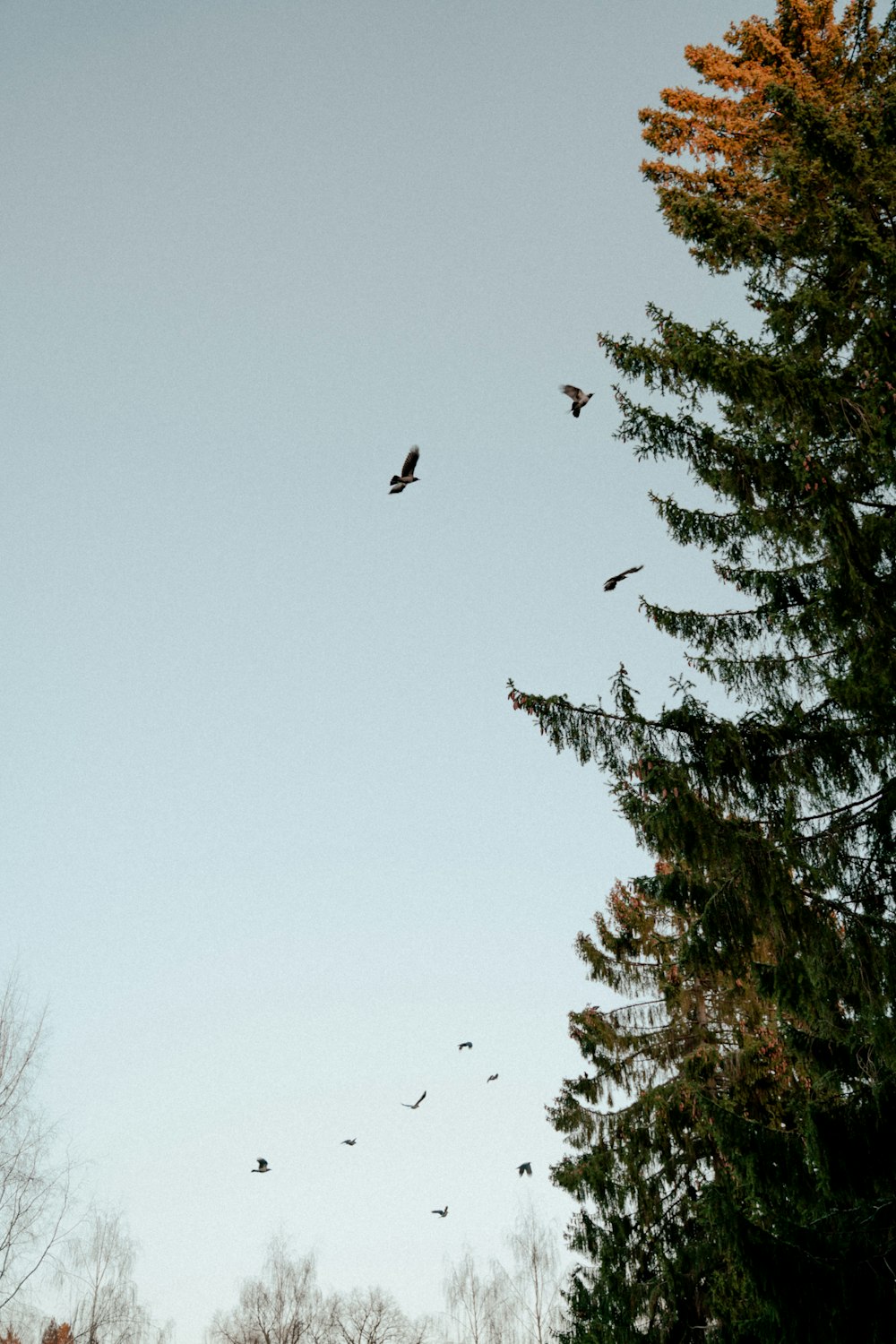 bird flying over green tree during daytime