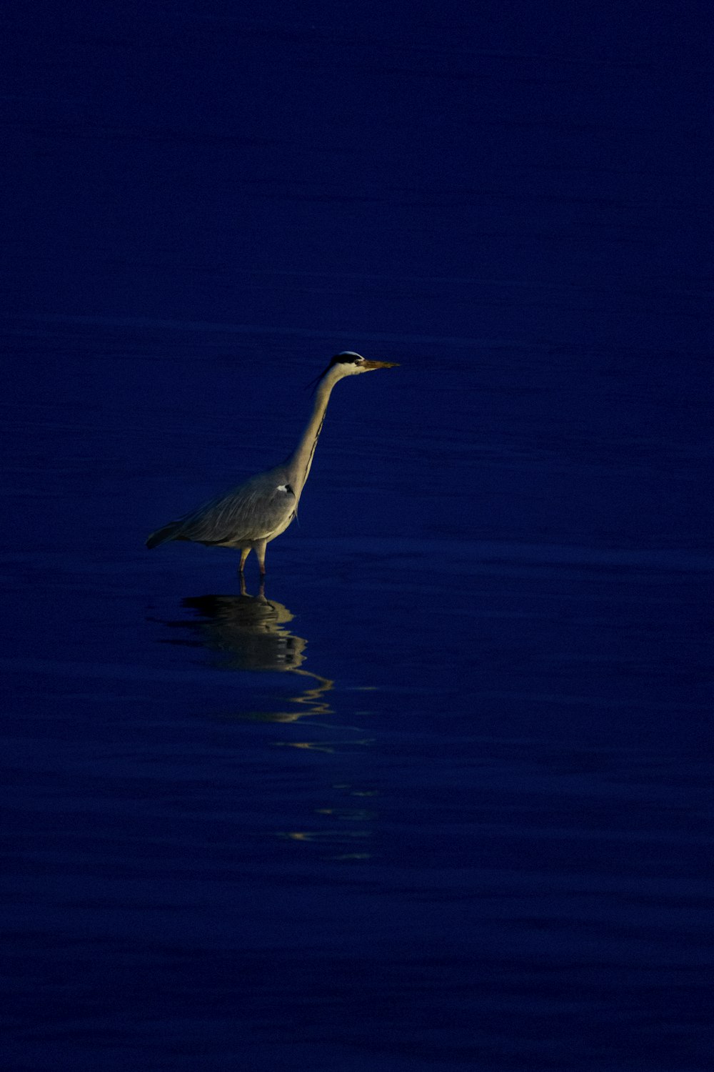 white bird on water during daytime